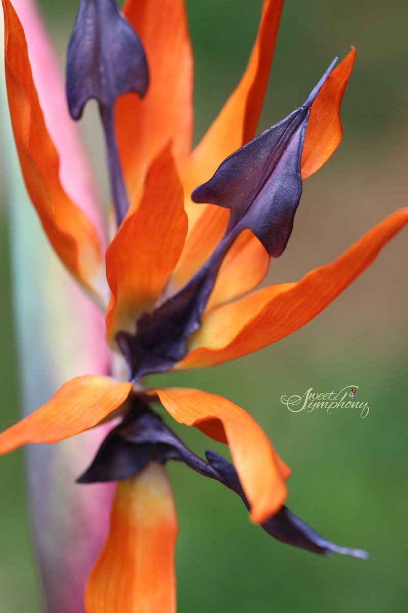 Bird of Paradise