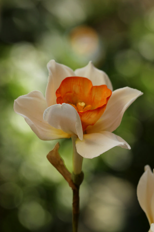 Daffodil