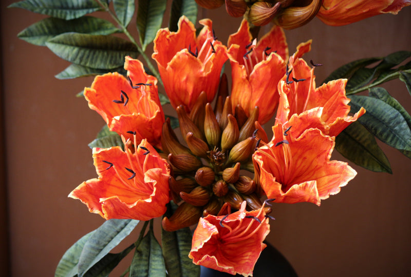Flame of the Forest