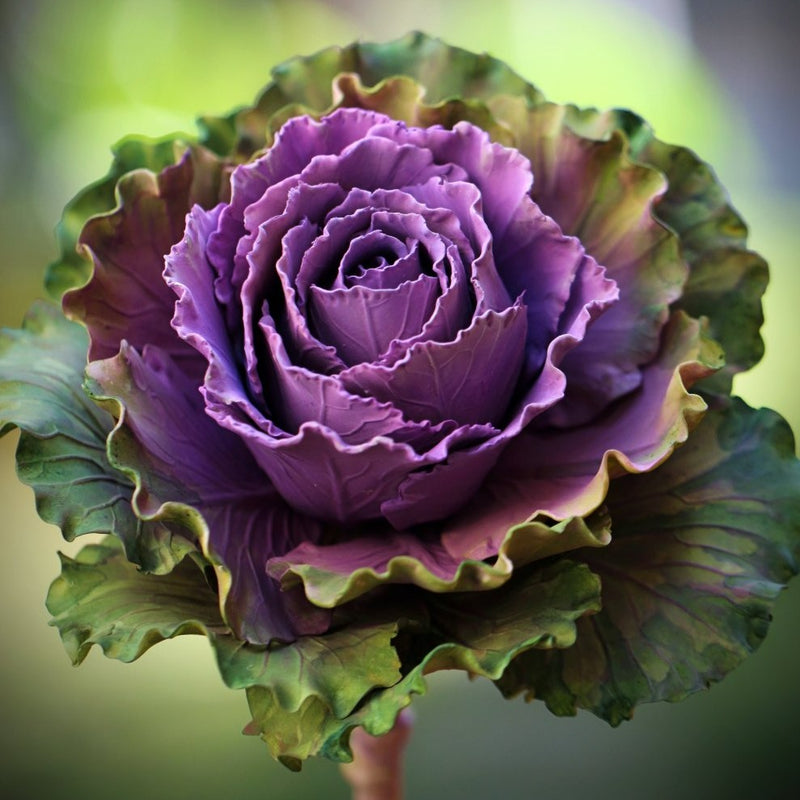 Cabbage Rose