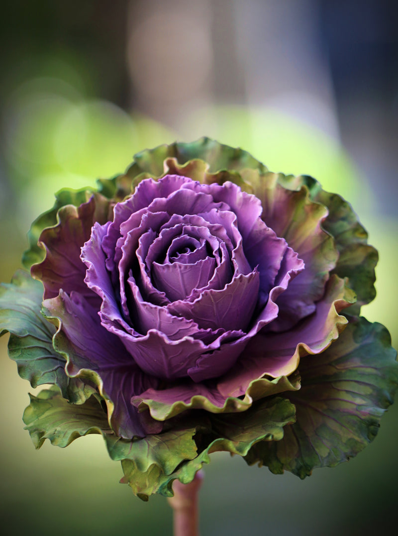 Cabbage Rose