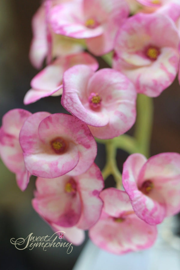 Euphorbia