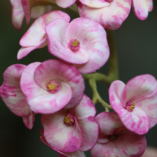 Euphorbia