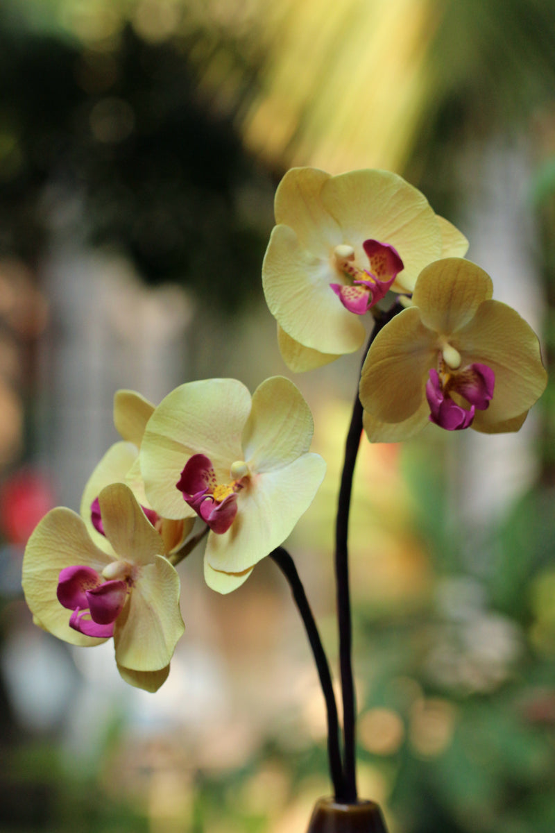 Phalaenopsis/ Moth orchid