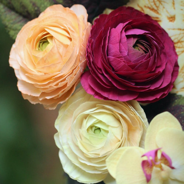 Ranunculus