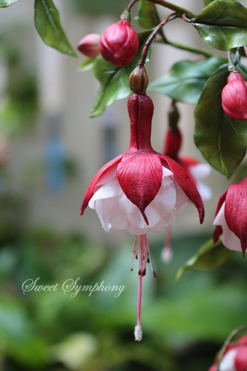 Fuchsia (Dancing bells)
