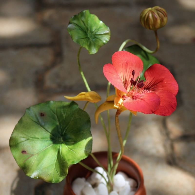 Nasturtium
