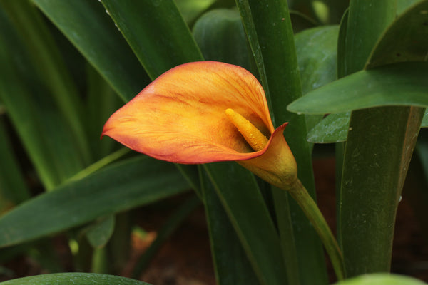 Calla Lily