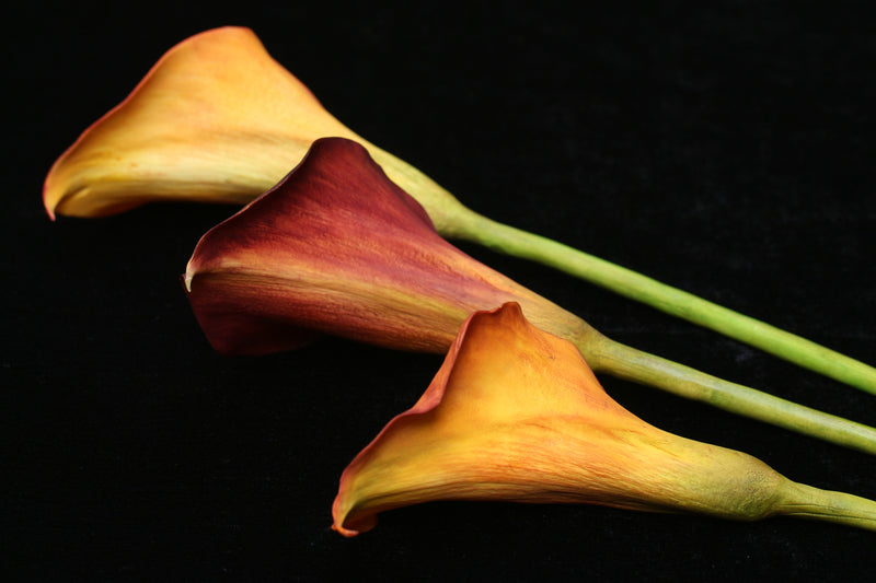 Calla Lily