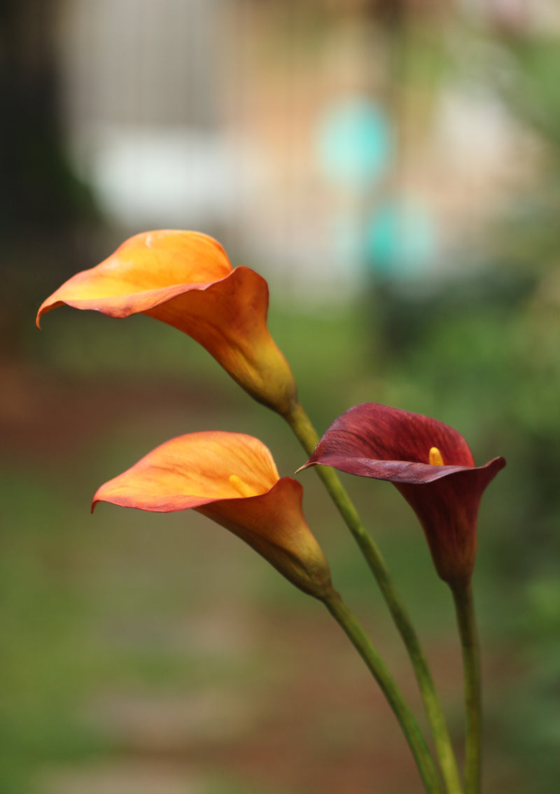Calla Lily