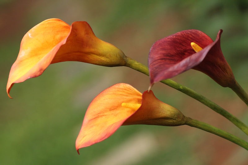 Calla Lily