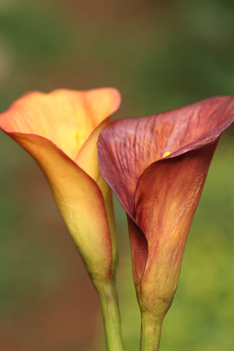 Calla Lily