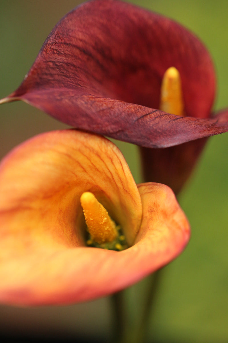 Calla Lily