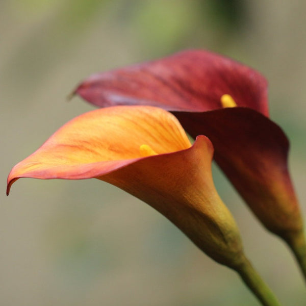 Calla Lily