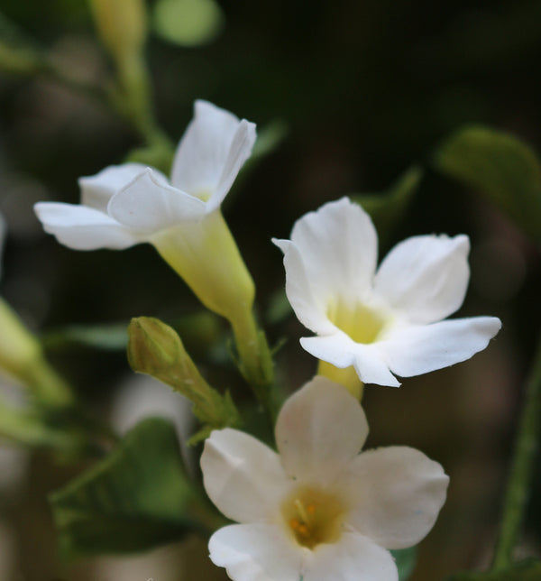 Ipomoea Lacunosa