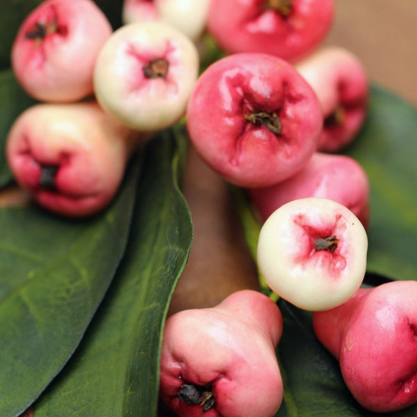 Rose Apple
