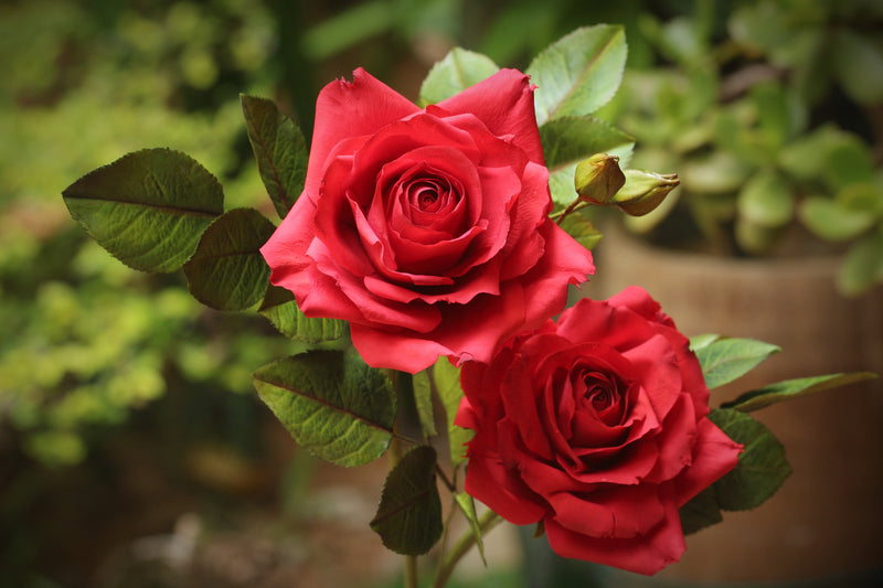 Garden Roses