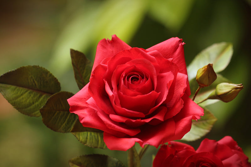 Garden Roses