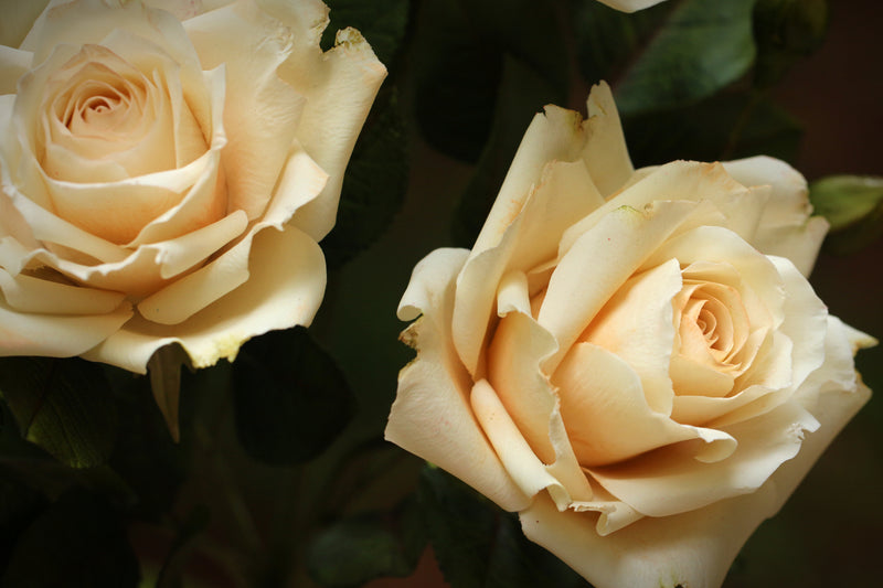 Garden Roses