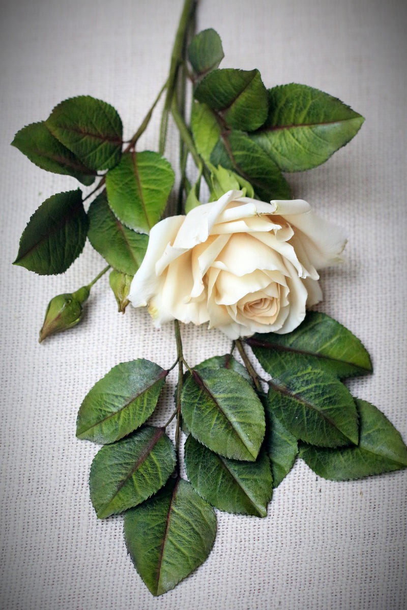 Garden Roses