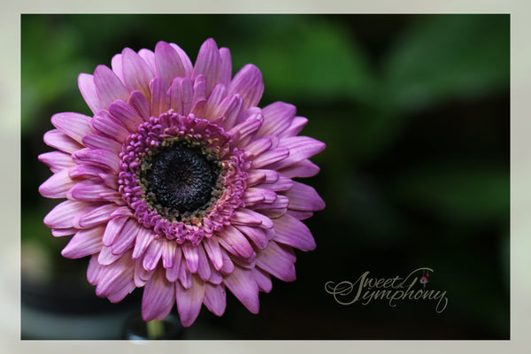 Gerbera