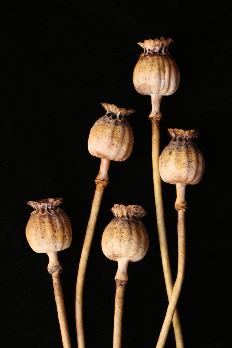 Poppy Seed Pods