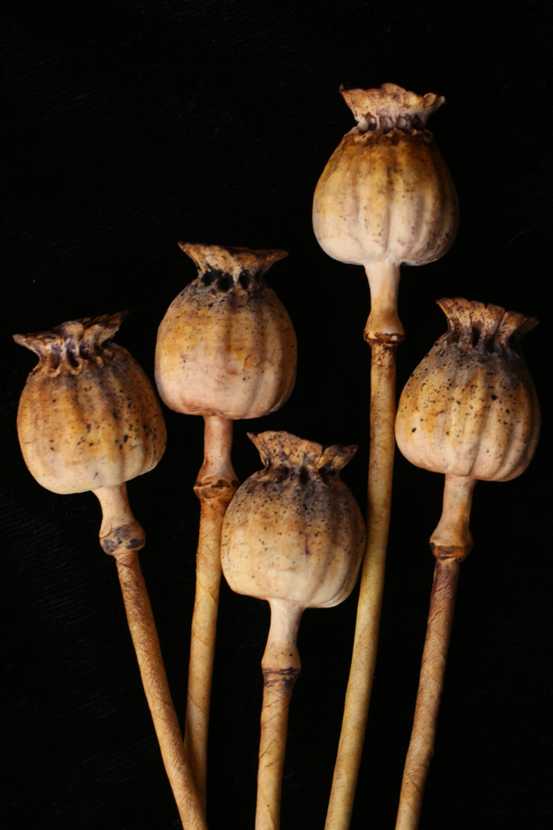 Poppy Seed Pods