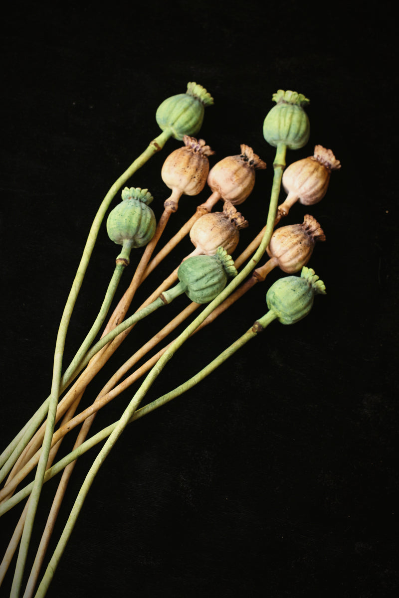 Poppy Seed Pods