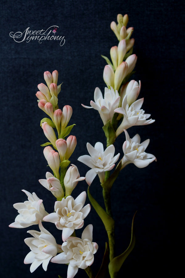 Tuberose
