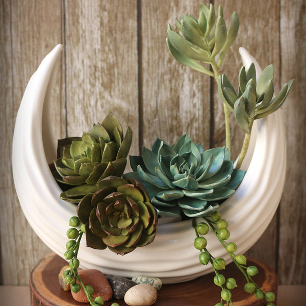 Succulents