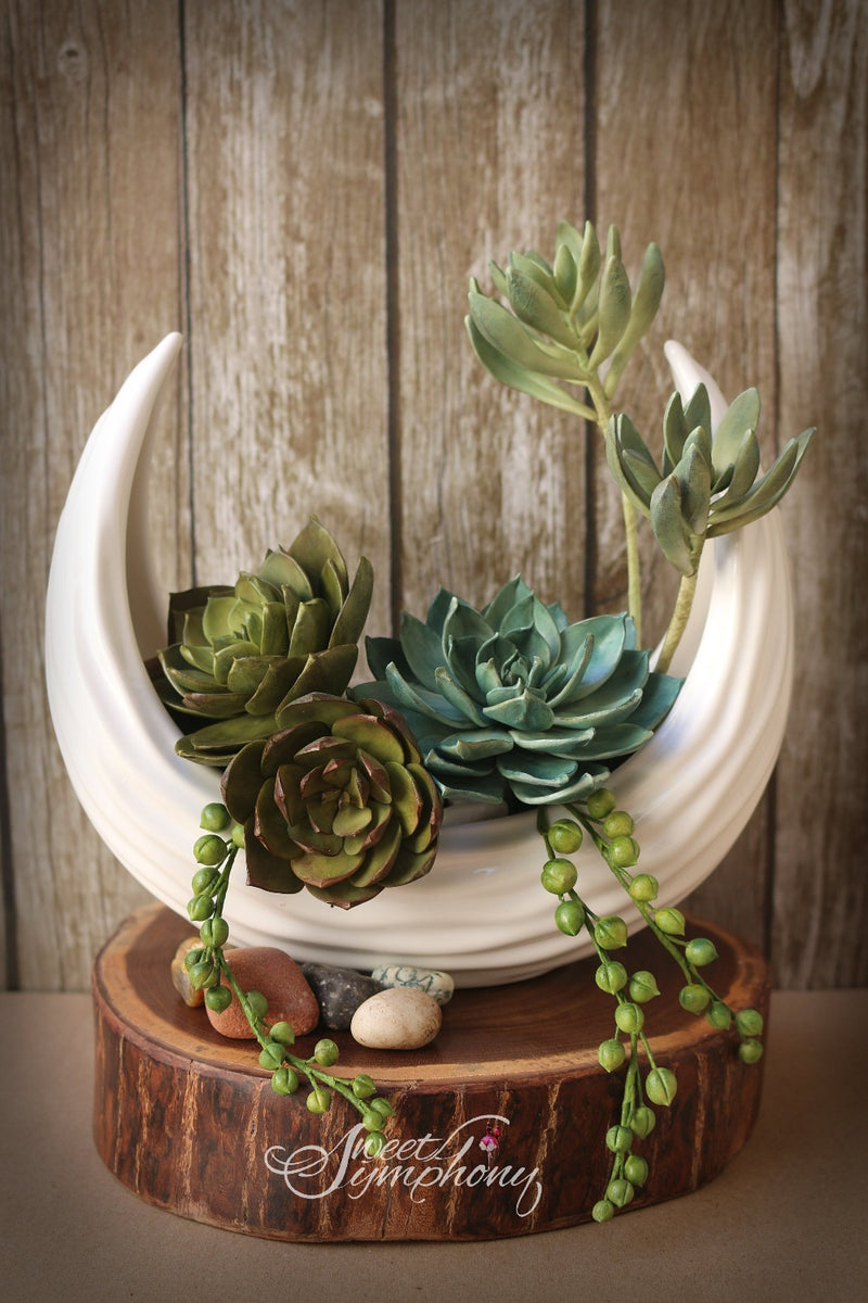 Succulents
