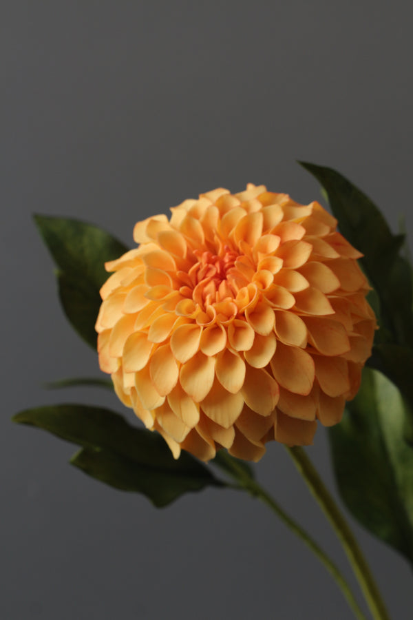 Pom Pom Dahlia