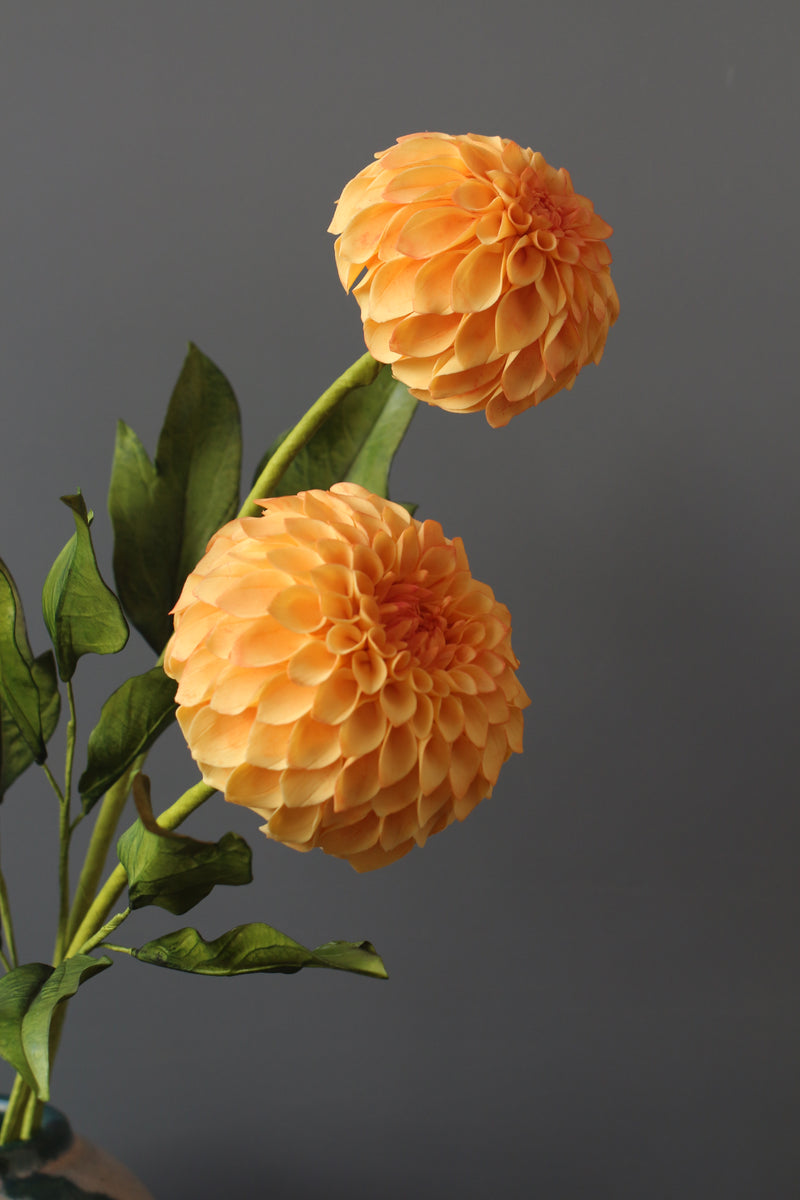 Pom Pom Dahlia
