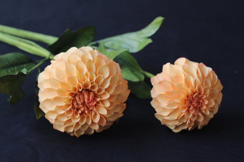 Pom Pom Dahlia