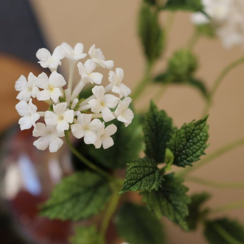 Lantanas