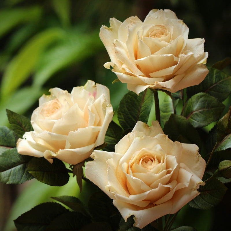 Garden Roses