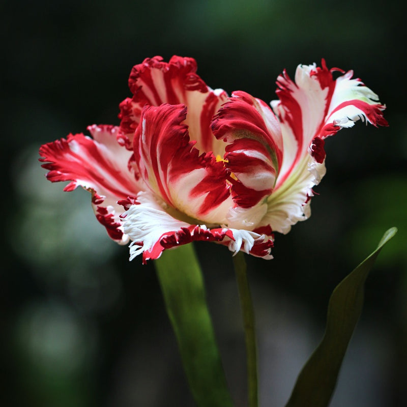 Parrot Tulip