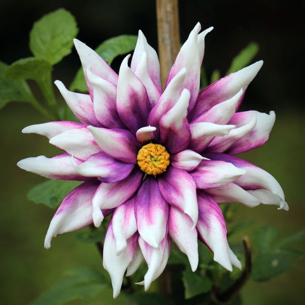 Dual tone Dahlia