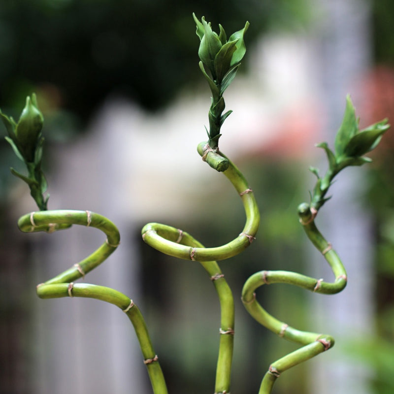 Bamboos