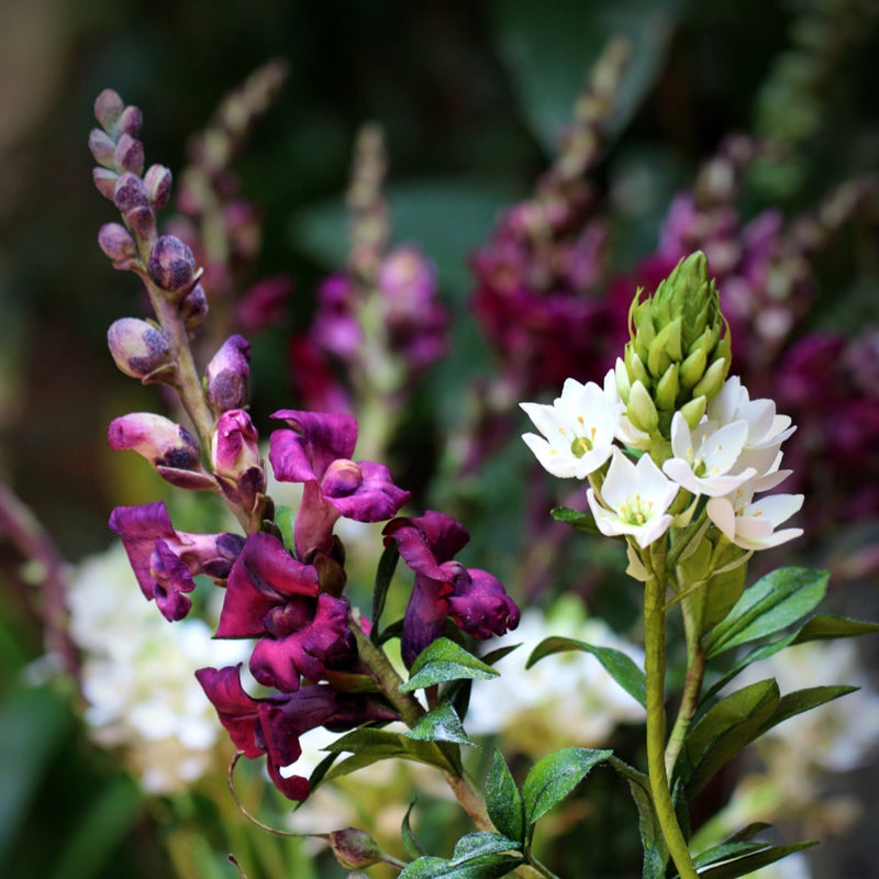 Snap Dragon and Star of Bethlehem