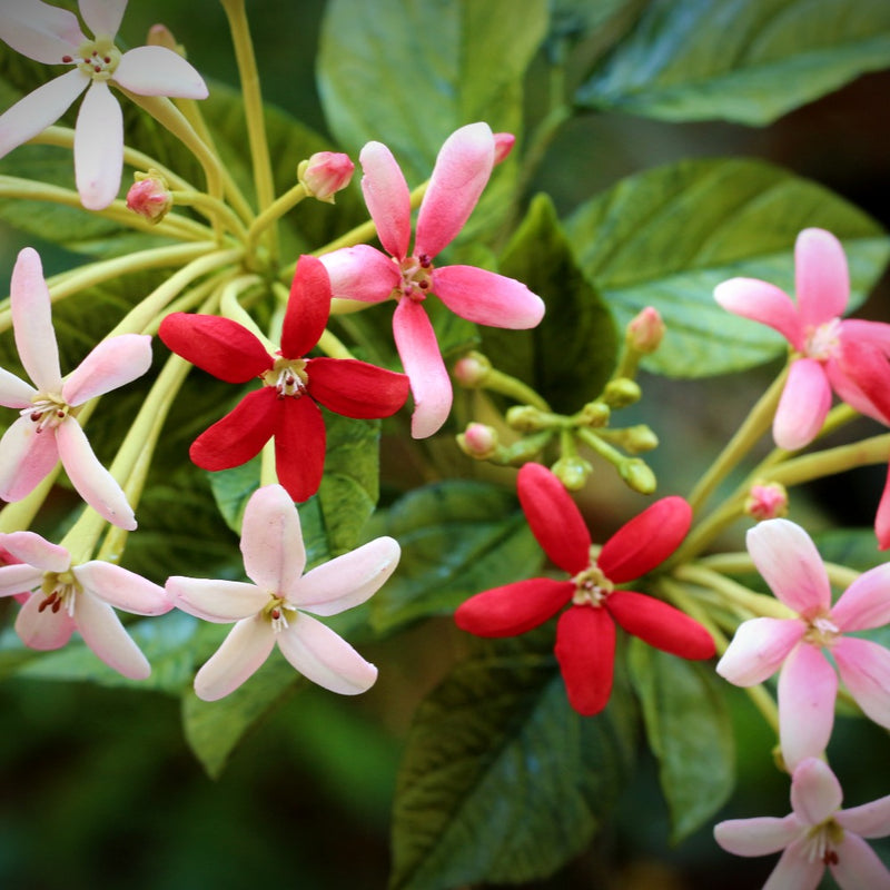 Rangoon Creeper flower