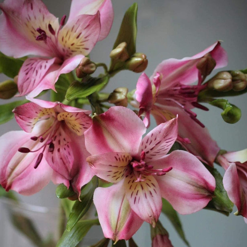 Alstroemeria Masterclass